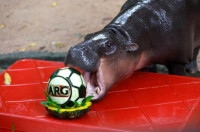 트럼프 당선 맞힌 태국 하마 무뎅, 월드컵 우승팀 예측…아르헨티나 선택